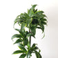 Dracaena Dorado Cane - 3 Staggered Canes - Live Plant in a 10 Inch Pot - Dracaena Deremensis &