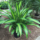 Dracaena Giganta - Live Plant in a 10 Inch Pot - Dracaena Deremensis &