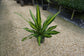 Dracaena Giganta - Live Plant in a 8 Inch Pot - Dracaena Deremensis &