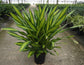 Dracaena Giganta - Live Plant in a 10 Inch Pot - Dracaena Deremensis &