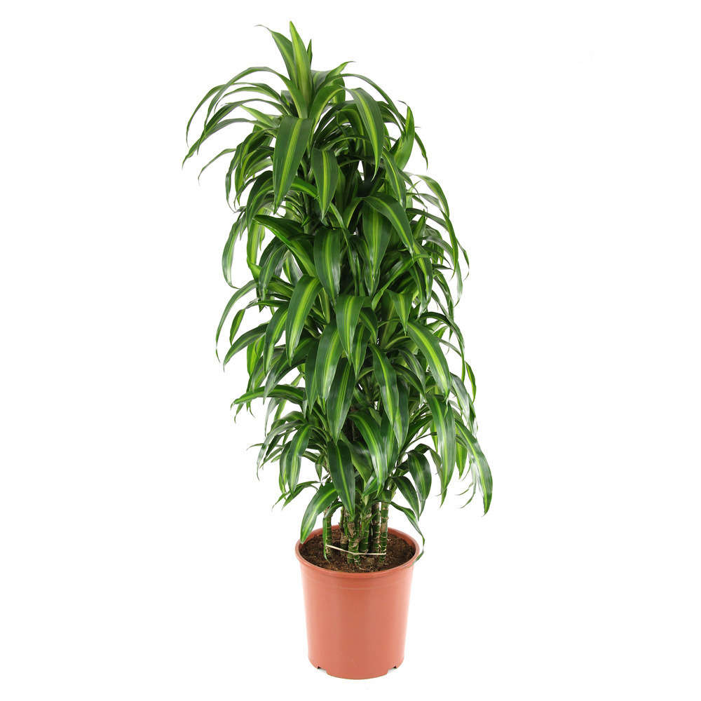 dracaena eve Dracaena Hawaiian Sunshine - Live Plant in an 10 Inch Growers Pot