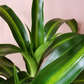 Dracaena Hawaiian Sunshine - Live Plant in an 10 Inch Growers Pot - Dracaena Deremensis “Hawaiian Sunshine” - Beautiful Indoor Air Purifying Houseplant
