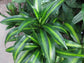 Dracaena Hawaiian Sunshine - Live Plant in an 10 Inch Growers Pot - Dracaena Deremensis “Hawaiian Sunshine” - Beautiful Indoor Air Purifying Houseplant