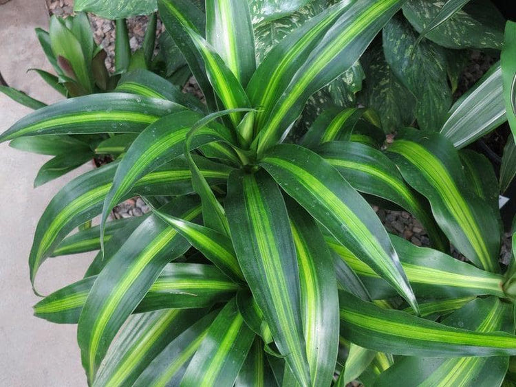 hawaiian dracaena pele Dracaena Hawaiian Sunshine - Live Plant in an 10 Inch Growers Pot