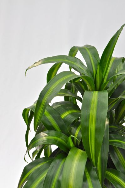 dracaena hawaiian sunshine toxic Dracaena Hawaiian Sunshine - Live Plant in an 10 Inch Growers Pot