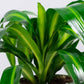 Dracaena Hawaiian Sunshine - Live Plant in an 8 Inch Growers Pot - Dracaena Deremensis “Hawaiian Sunshine” - Beautiful Indoor Air Purifying Houseplant