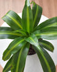 Dracaena Hawaiian Sunshine - Live Plant in an 8 Inch Growers Pot - Dracaena Deremensis “Hawaiian Sunshine” - Beautiful Indoor Air Purifying Houseplant