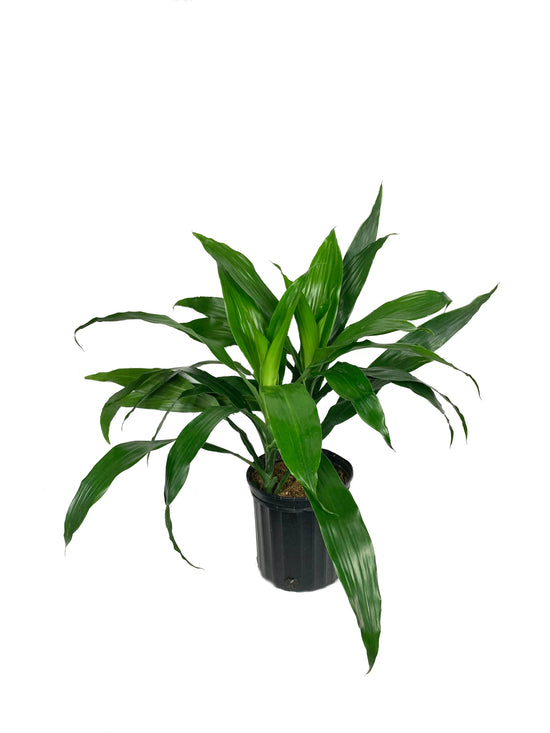 Dracaena Janet Craig Bush - Live Plant in a 8 Inch Pot - Dracaena Deremensis &