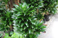 Dracaena Janet Craig - Live Plant in a 6 Inch Pot - Dracaena Deremensis - Easy Care Indoor Air Cleaning Plant