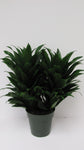 Dracaena Janet Craig Compacta - Live Plant in a 6 Inch Pot - - Dracaena Deremensis ‘Janet Craig Compacta’ - Florist Quality Low Maintenance Indoor Houseplant
