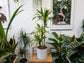 Dracaena Lemon Lime Cane - Dragon Tree - 3 Staggered Canes - Live Plant in an 10 Inch Growers Pot - Dracaena Warneckii "Lemon Lime&