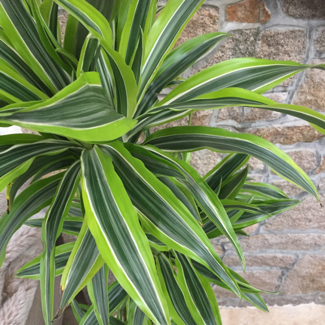 dracaena deremensis warneckii lemon lime Dracaena Lemon Lime Cane - Dragon Tree - 3 Staggered Canes - Live Plant in an 10 Inch Growers Pot - Dracaena Warneckii Lemon Lime'