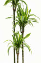 Dracaena Lemon Lime Cane - Dragon Tree - 3 Staggered Canes - Live Plant in an 10 Inch Growers Pot - Dracaena Warneckii "Lemon Lime&