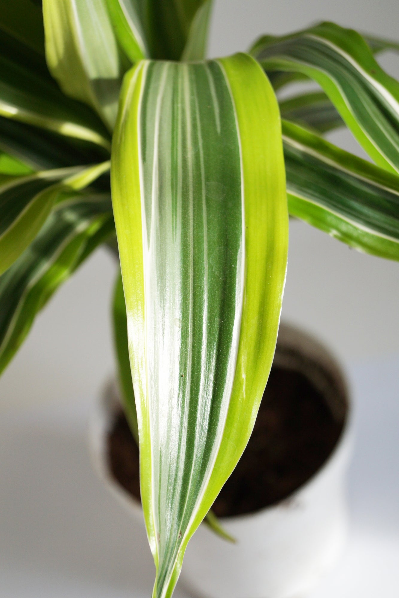dracaena lemon lime cane Dracaena Lemon Lime Cane - Dragon Tree - 3 Staggered Canes - Live Plant in an 10 Inch Growers Pot - Dracaena Warneckii Lemon Lime'