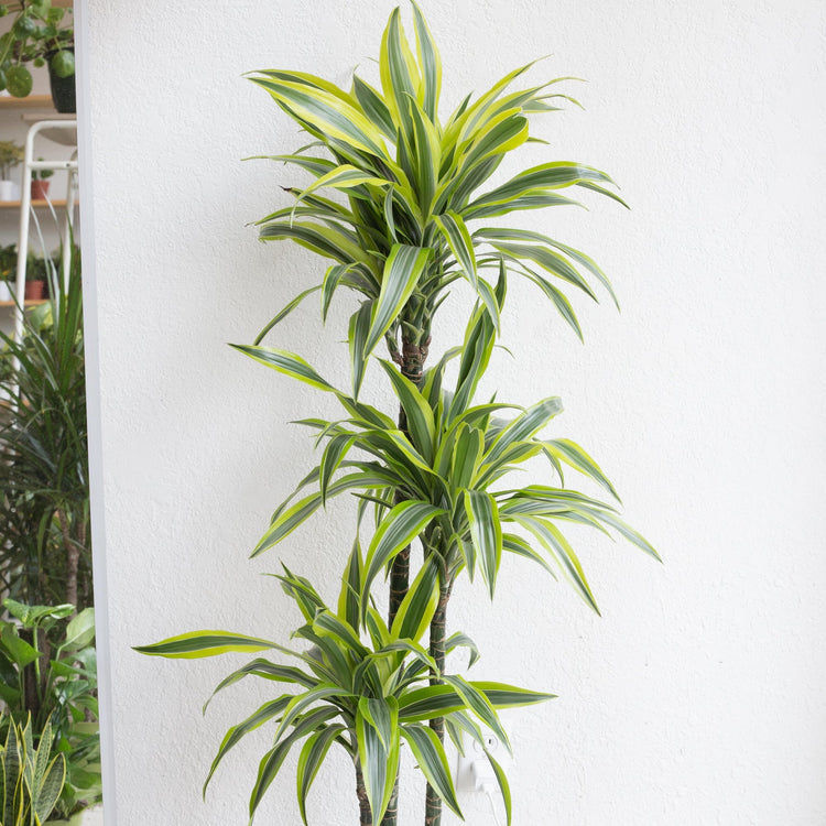 dracaena lemon lime growth rate Dracaena Lemon Lime Cane - Dragon Tree - 3 Staggered Canes