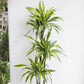 Dracaena Lemon Lime Cane - Dragon Tree - 3 Staggered Canes - Live Plant in an 10 Inch Growers Pot - Dracaena Warneckii "Lemon Lime&