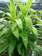 Dracaena Limelight - Live Plant in a 4 Inch Pot - Dracaena Deremensis &