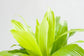 Dracaena Lime Light - Live Plant in an 6 Inch Growers Pot - Dracaena Fragrans &