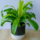 Dracaena Lime Light - Live Plant in an 6 Inch Growers Pot - Dracaena Fragrans &