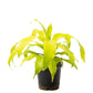 Dracaena Lime Light - Live Plant in an 6 Inch Growers Pot - Dracaena Fragrans &