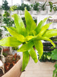 Dracaena Lime Light - Live Plant in an 6 Inch Growers Pot - Dracaena Fragrans &