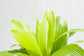 Dracaena Lime Light - Live Plant in an 8 Inch Growers Pot - Dracaena Fragrans &