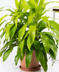 Dracaena Lime Light Cane - 3 Staggered Canes - Live Plant in an 10 Inch Growers Pot - Dracaena Fragrans &