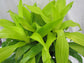 Dracaena Lime Light Cane - 3 Staggered Canes - Live Plant in an 10 Inch Growers Pot - Dracaena Fragrans &