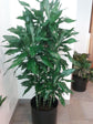 Dracaena Lind Cane - 3 Staggered Canes - Live Plant in an 10 Inch Growers Pot - Dracaena Deremensis “Lind” - Florist Quality Beautiful Indoor Air Purifying Houseplant