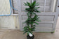 Dracaena Lind Cane - 3 Staggered Canes - Live Plant in an 10 Inch Growers Pot - Dracaena Deremensis “Lind” - Florist Quality Beautiful Indoor Air Purifying Houseplant