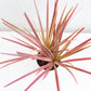 Dracaena Marginata Bicolor - Live Plant in a 8 Inch Pot - Dracaena Marginata &