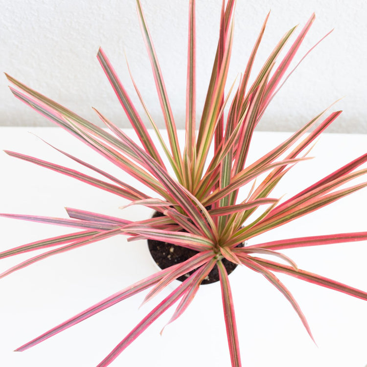 dracaena bicolor indoor Dracaena Marginata Bicolor - Live Plant in a 8 Inch Pot