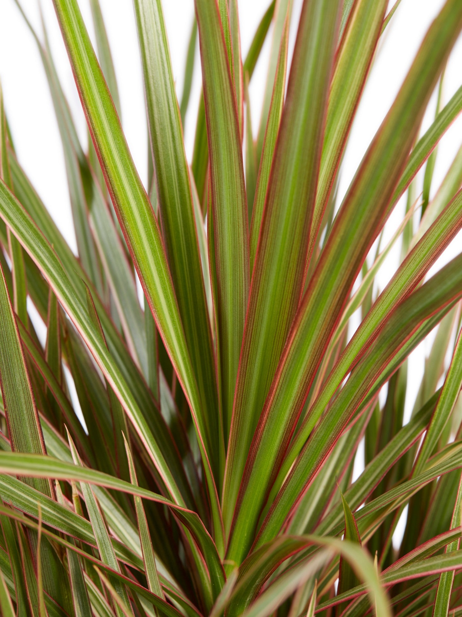 dracaena mar plant Dracaena Marginata Bicolor - Live Plant in a 8 Inch Pot - Dracaena Marginata 'Bicolor'