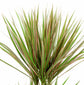 Dracaena Marginata Bicolor - Live Plant in a 8 Inch Pot - Dracaena Marginata &