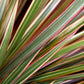 Dracaena Marginata Bicolor - Live Plant in a 8 Inch Pot - Dracaena Marginata &