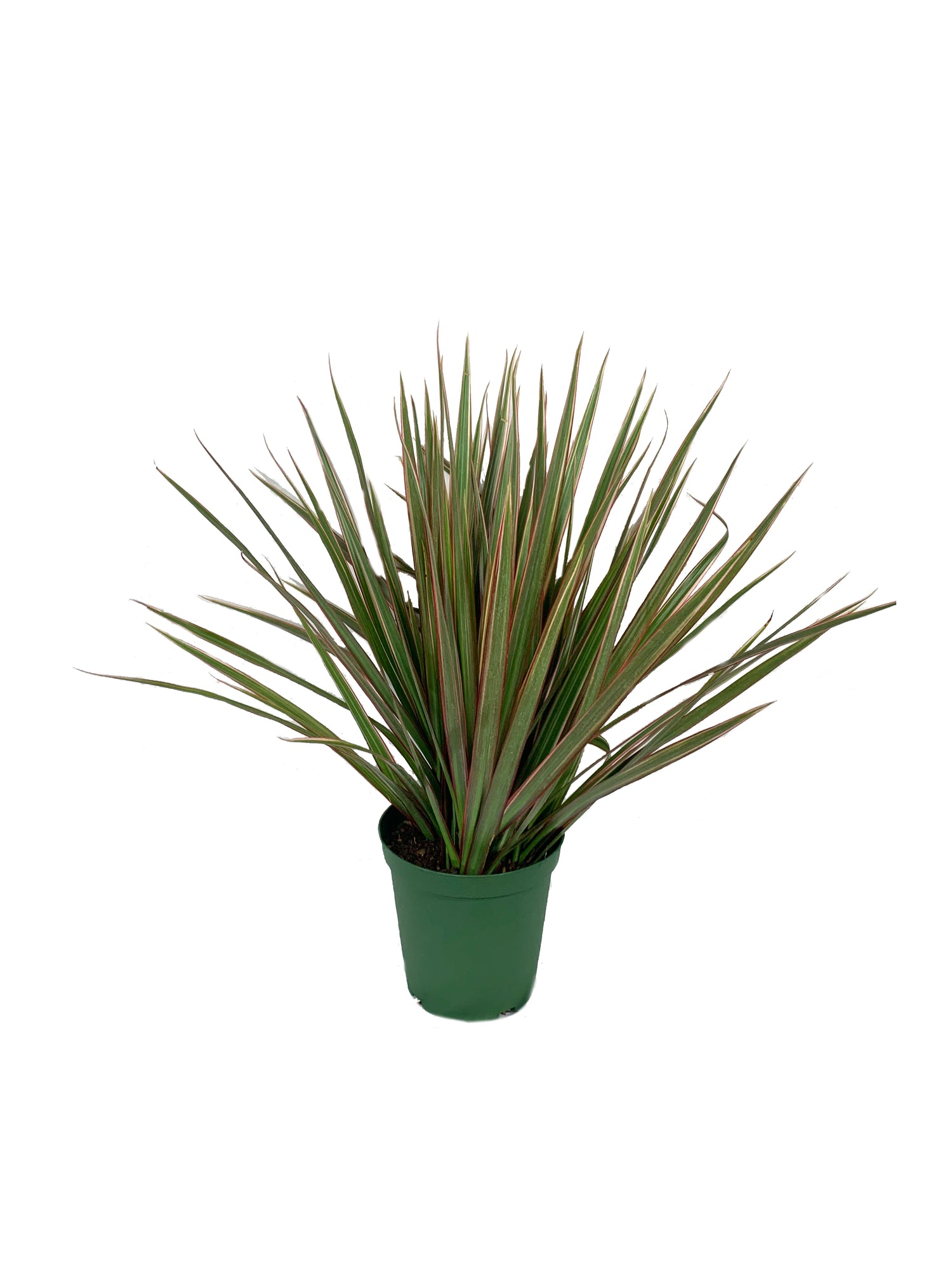 dracaena marginata yucca Dracaena Marginata Bicolor - Live Plant in a 6 Inch Pot