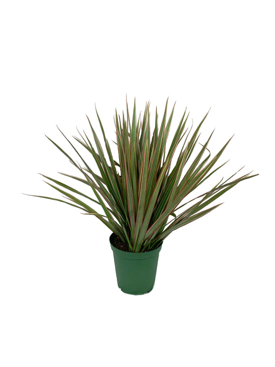 Dracaena Marginata Bicolor - Live Plant in a 8 Inch Pot - Dracaena Marginata &