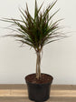 Dracaena Marginata Braid - Live Plant in a 6 Inch Pot - Dracaena Marginata - Stunning Braided Indoor Houseplant