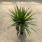 Dracaena Marginata Braid - Live Plant in a 6 Inch Pot - Dracaena Marginata - Stunning Braided Indoor Houseplant