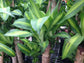 Dracaena Mass Cane Corn Plant - Live Plant in a 8 Inch Pot - Dracaena Fragrans - Beautiful Easy Care Air Purifying Indoor Houseplant