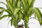 Dracaena Massangeana Cane Corn Plant - Live Plant in a 6 Inch Pot - Dracaena Fragrans - Beautiful Easy Care Air Purifying Indoor Houseplant