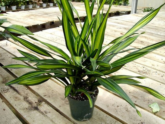 Dracaena Rikki - Live Plant in a 6 Inch Pot - Dracaena Deremenis "Rikki" - Beautiful Easy Care Air Purifying Indoor Houseplant