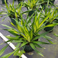 Dracaena Rikki - Live Plant in an 8 Inch Pot - Dracaena Deremenis "Rikki" - Beautiful Easy Care Air Purifying Indoor Houseplant