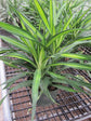 Dracaena Rikki - Live Plant in an 8 Inch Pot - Dracaena Deremenis "Rikki" - Beautiful Easy Care Air Purifying Indoor Houseplant