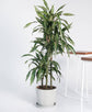 Dracaena Warneckii Cane - Live Plant in an 10 Inch Growers Pot - Dracaena Warneckii - Beautiful Indoor Air Purifying Houseplant