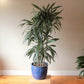 Dracaena Warneckii Cane - Live Plant in an 10 Inch Growers Pot - Dracaena Warneckii - Beautiful Indoor Air Purifying Houseplant