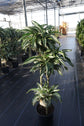 Dracaena Warneckii Cane - Live Plant in an 10 Inch Growers Pot - Dracaena Warneckii - Beautiful Indoor Air Purifying Houseplant