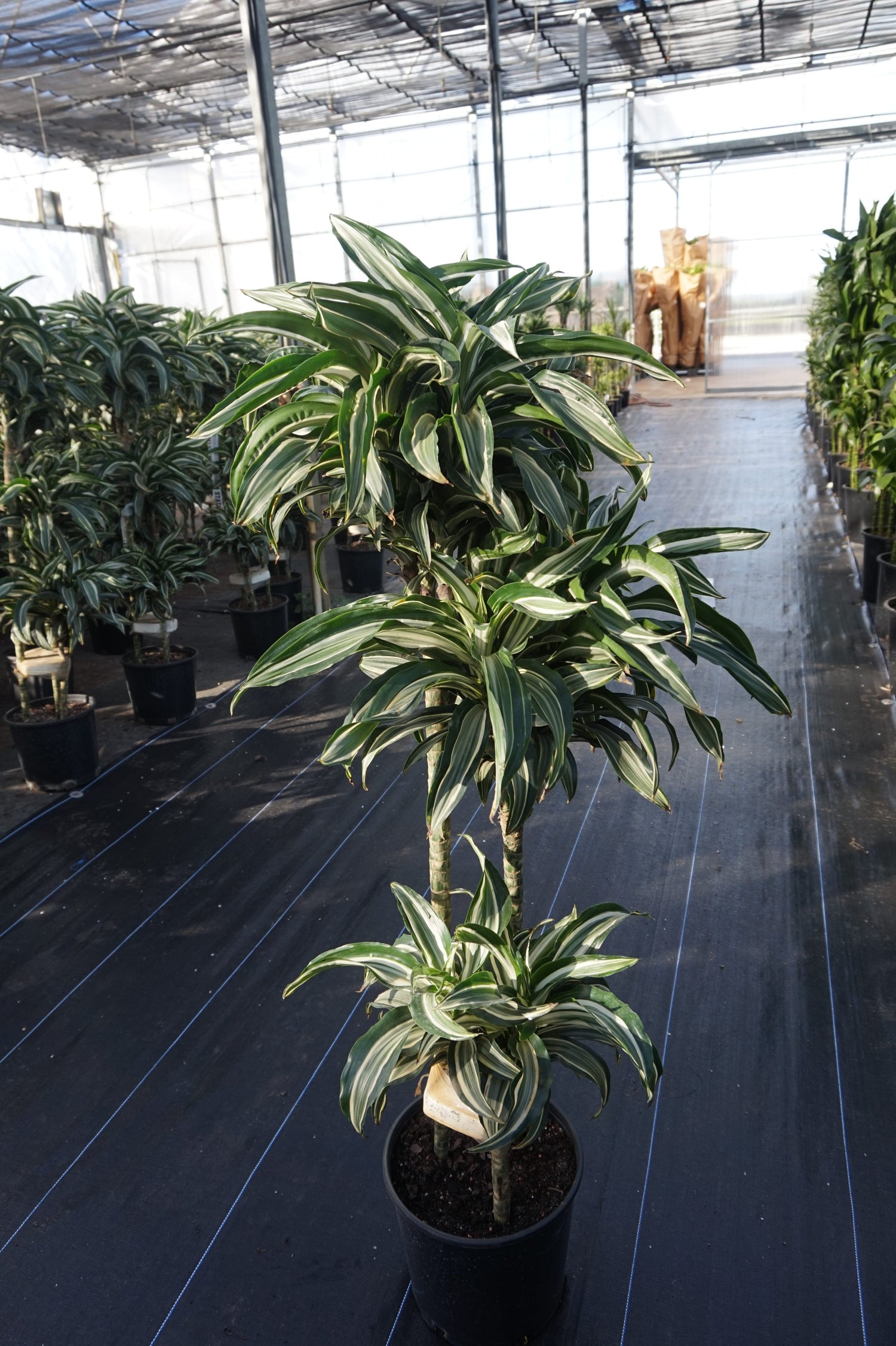 large dracaena warneckii Dracaena Warneckii Cane - Live Plant in an 10 Inch Growers Pot