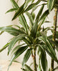 Dracaena Warneckii Cane - Live Plant in an 10 Inch Growers Pot - Dracaena Warneckii - Beautiful Indoor Air Purifying Houseplant