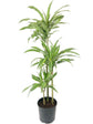 Dracaena Warneckii Cane - Live Plant in an 10 Inch Growers Pot - Dracaena Warneckii - Beautiful Indoor Air Purifying Houseplant